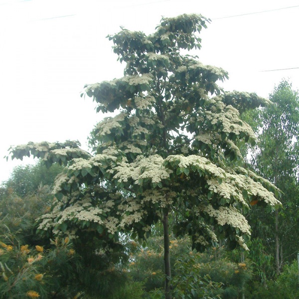 Commersonia bartramia